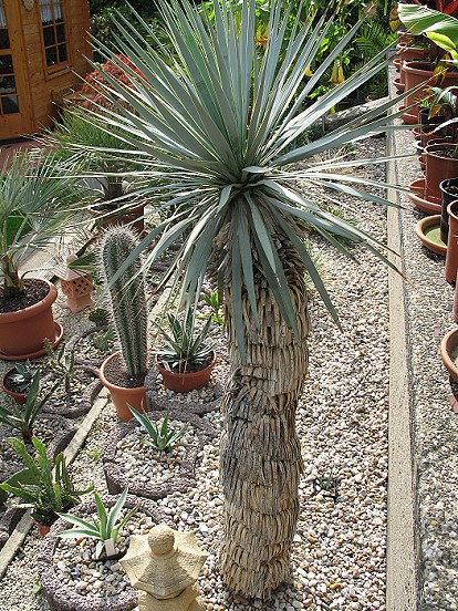 Yucca rostrata
